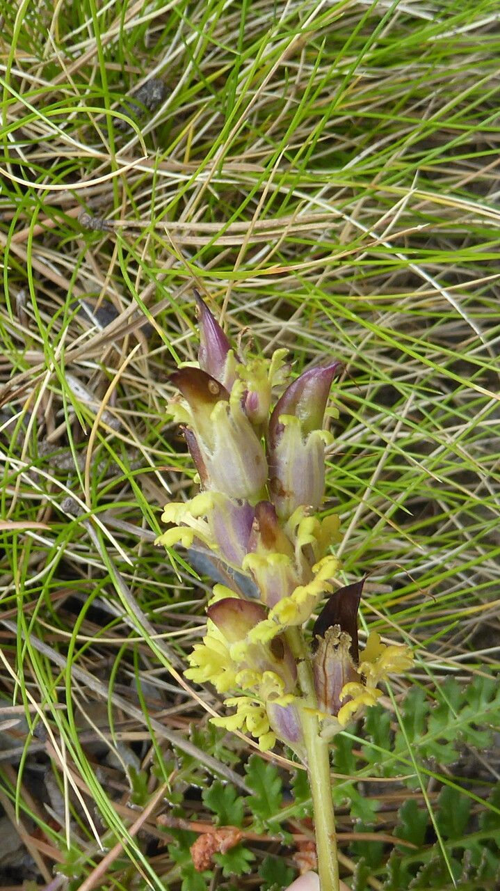 Pedicularis mixta fruit