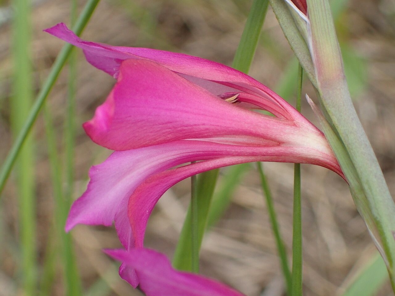 Gladiolus dubius flower