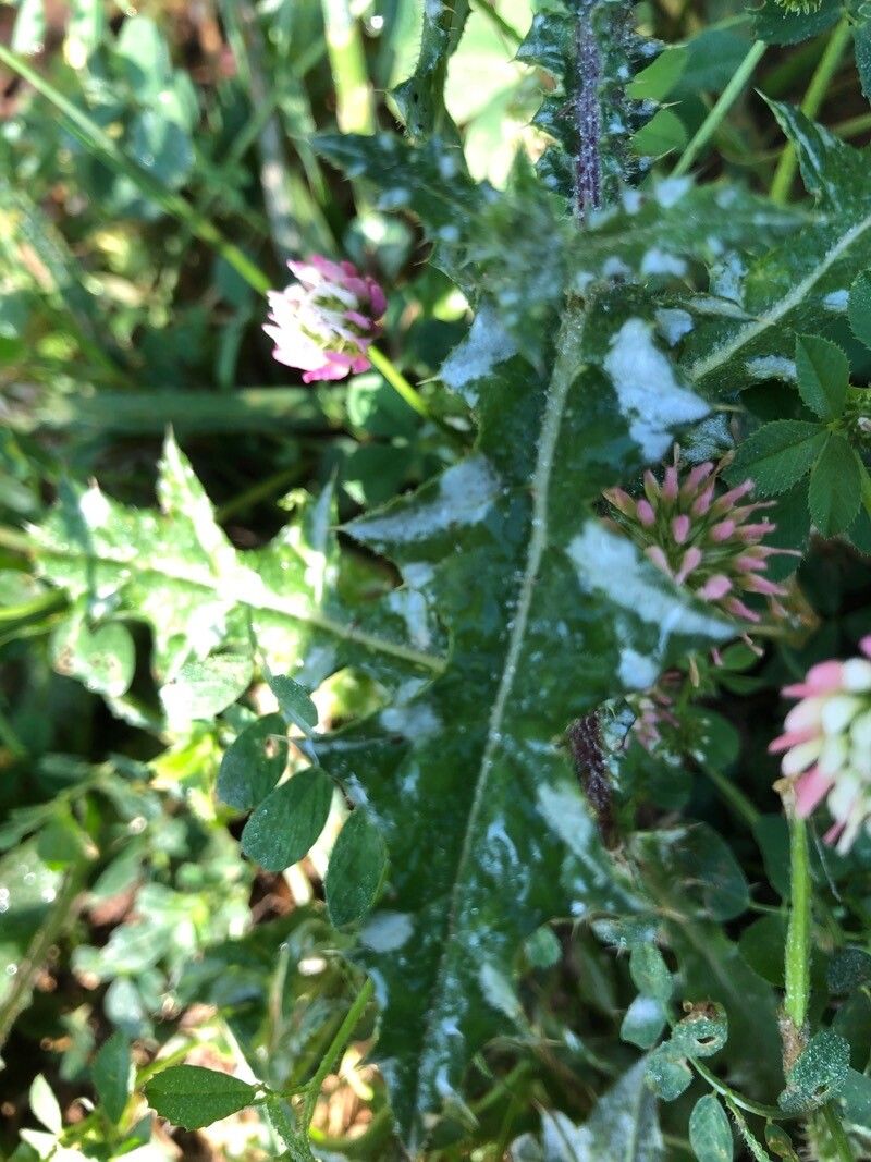 Carduus argentatus — search result for 'Egypt'