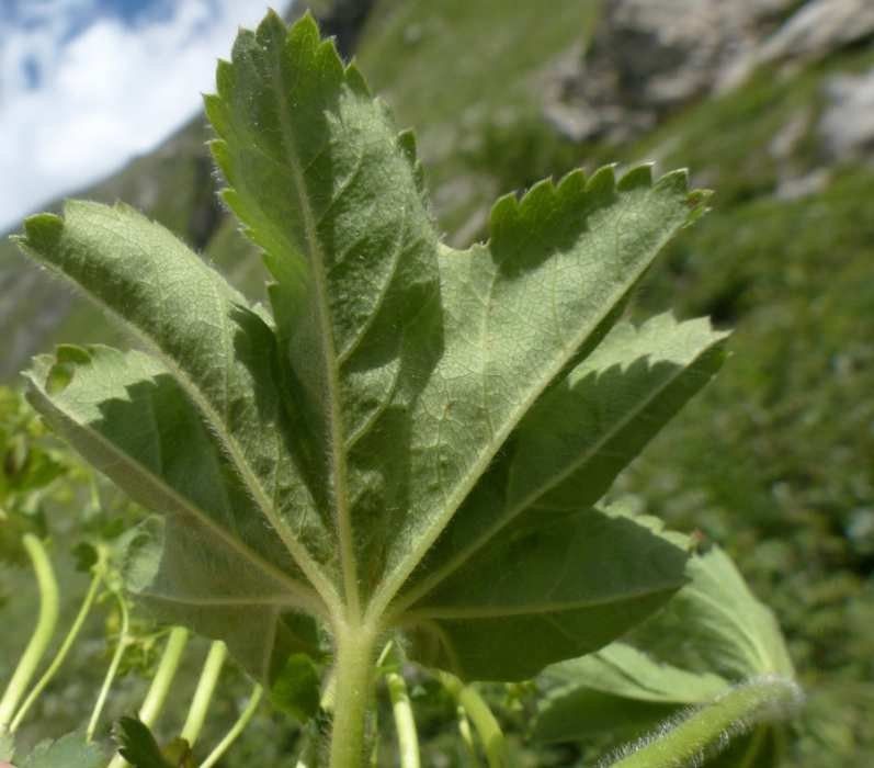 Alchemilla strigosula leaf