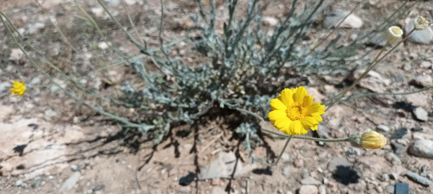 Baileya multiradiata flower