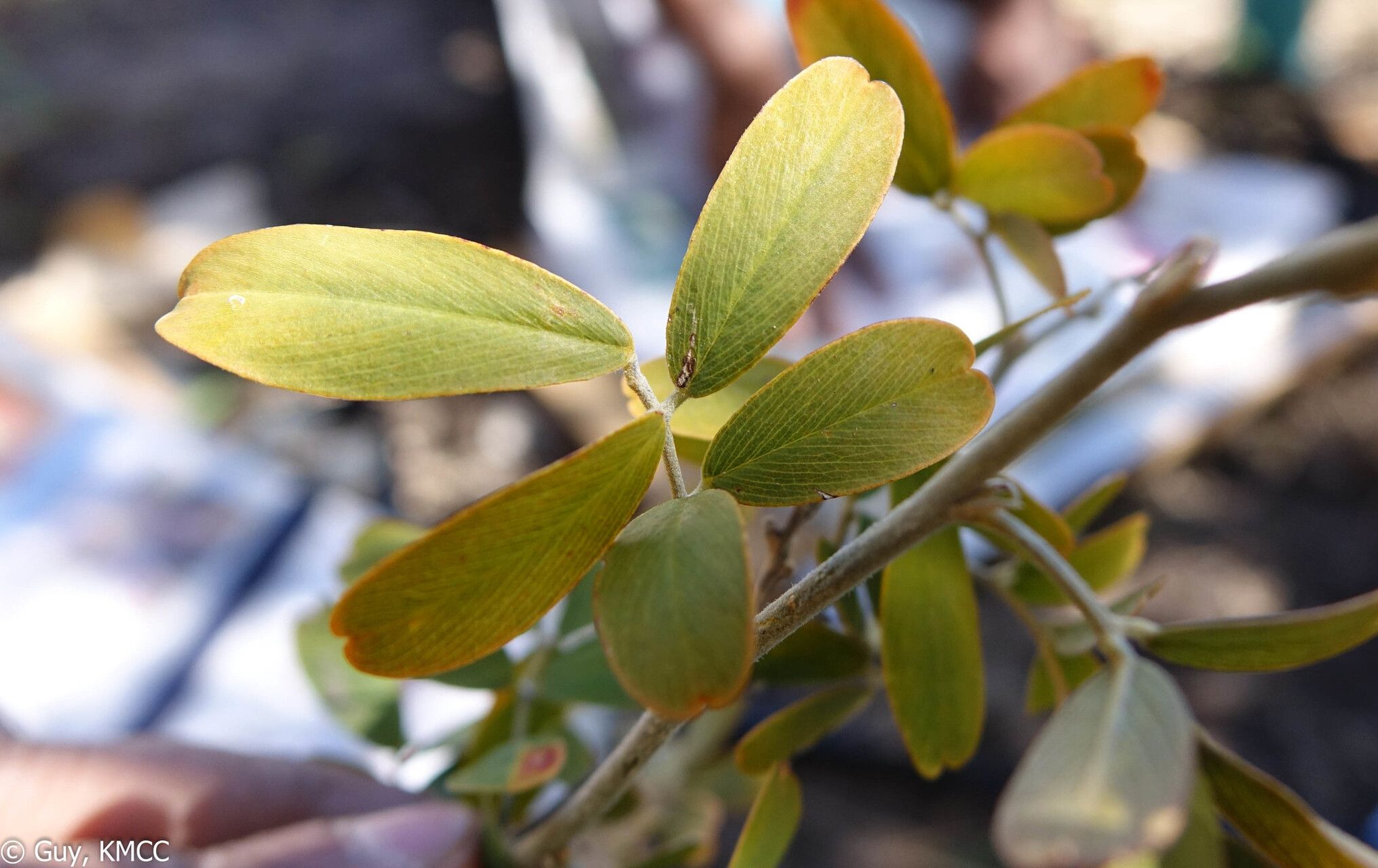Mundulea anceps leaf