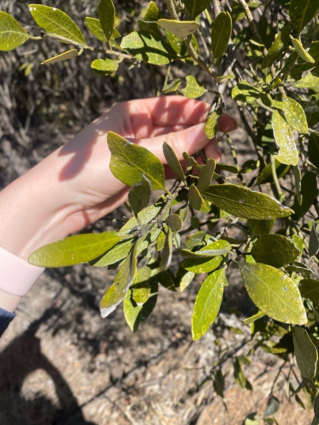 Capparis lasiantha — search result for 'Capparis'