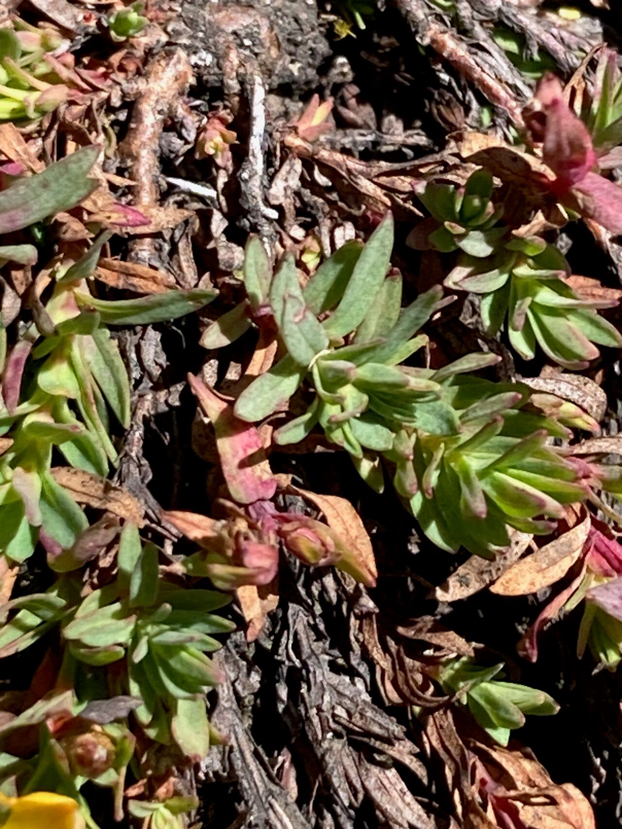 Hypericum brevistylum leaf