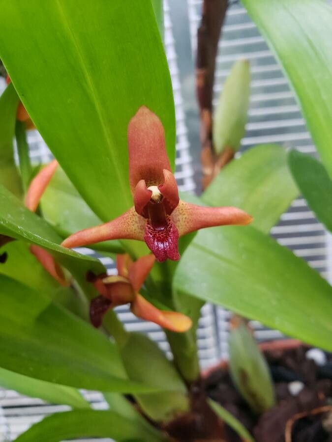 Maxillariella elatior flower