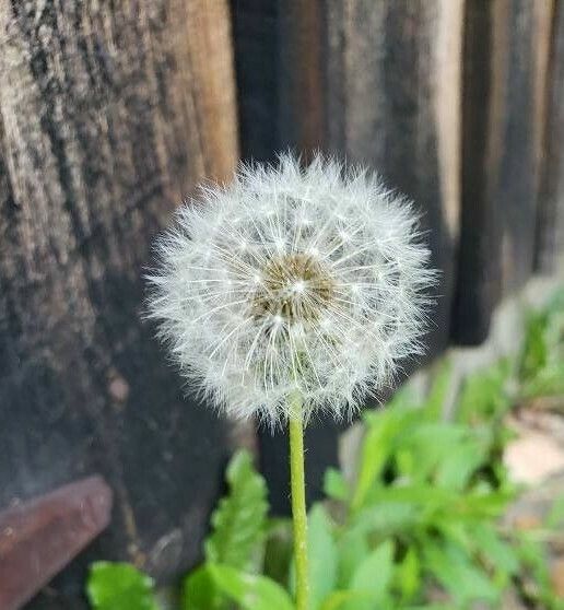 Taraxacum officinale fruit