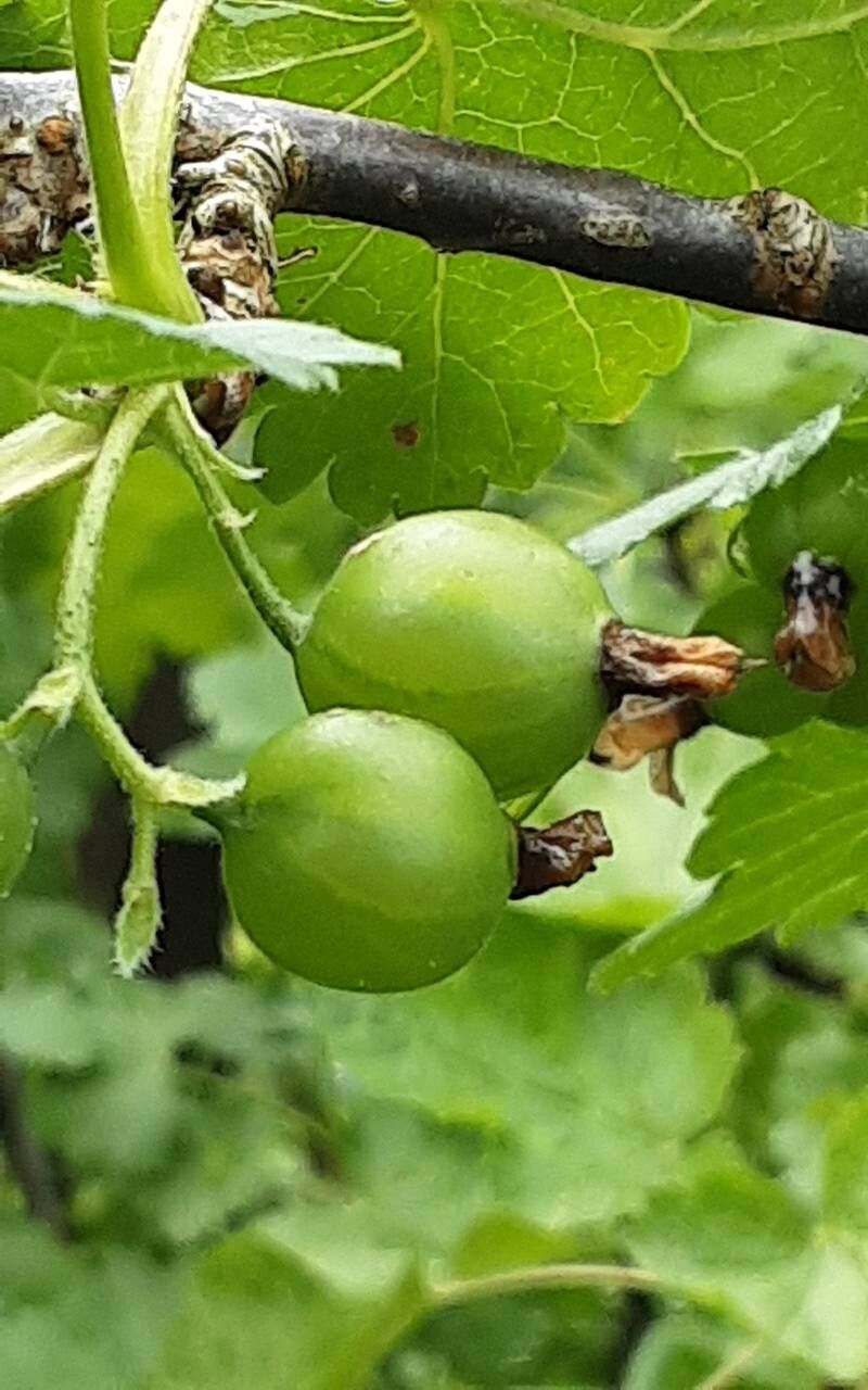 Ribes × nidigrolaria fruit