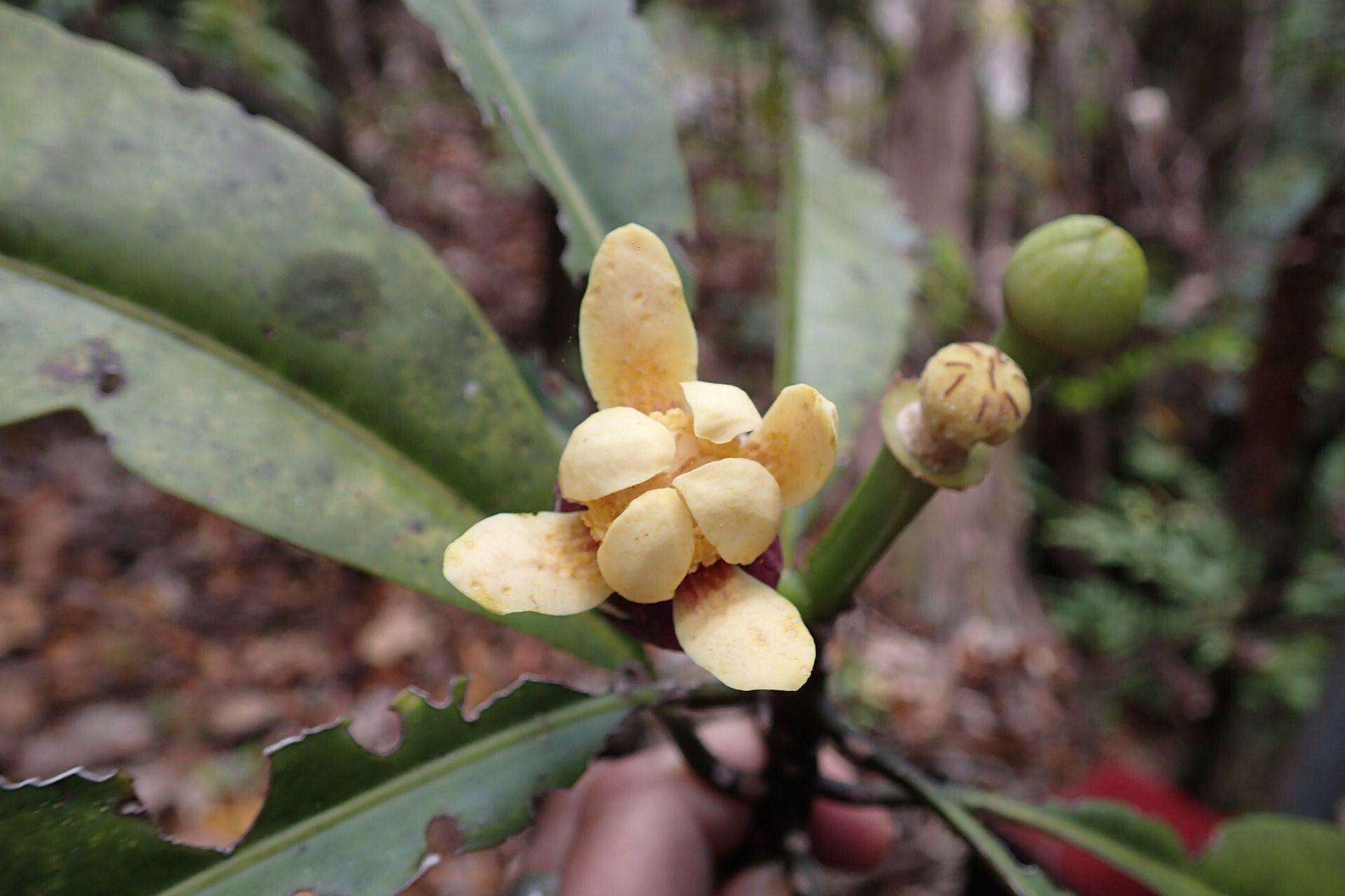 Zygogynum stipitatum flower