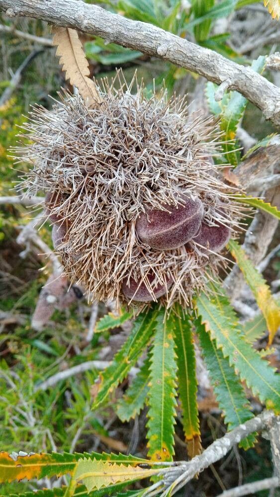 Banksia aemula fruit
