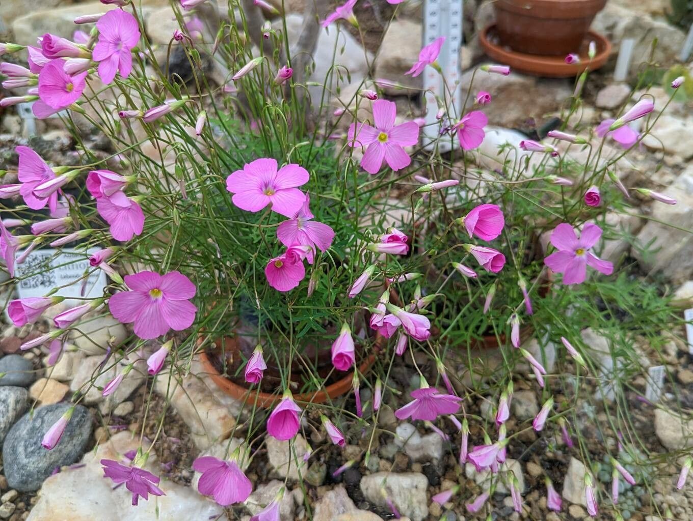 Oxalis stellata habit