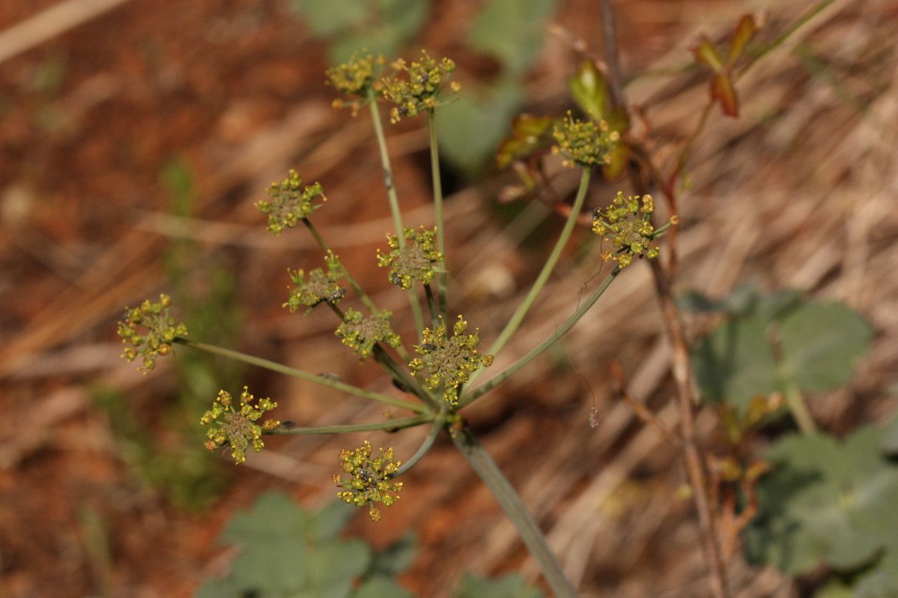 Lomatium howellii habit