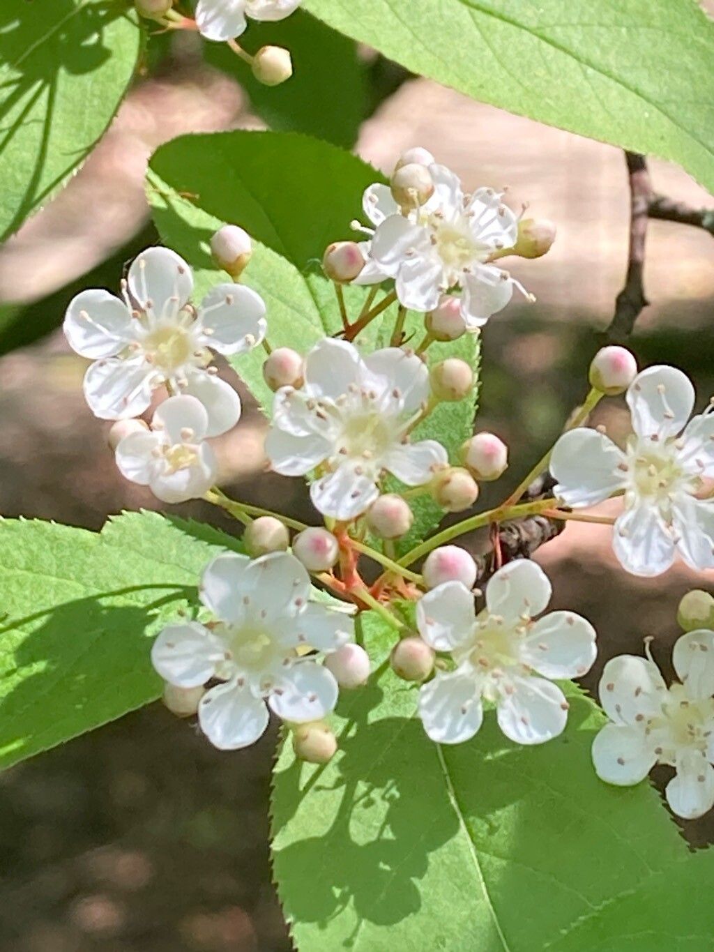 Pourthiaea villosa flower