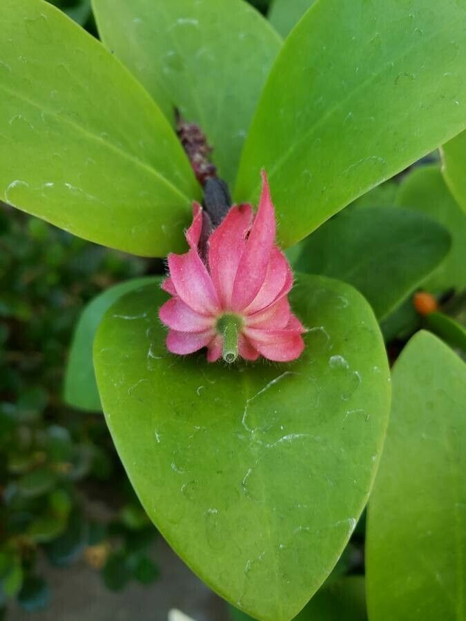 Hydnophytum moseleyanum flower