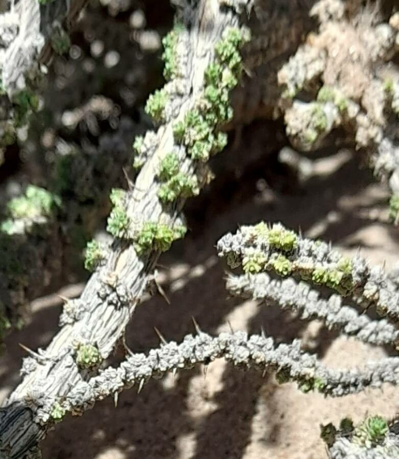 Junellia seriphioides bark