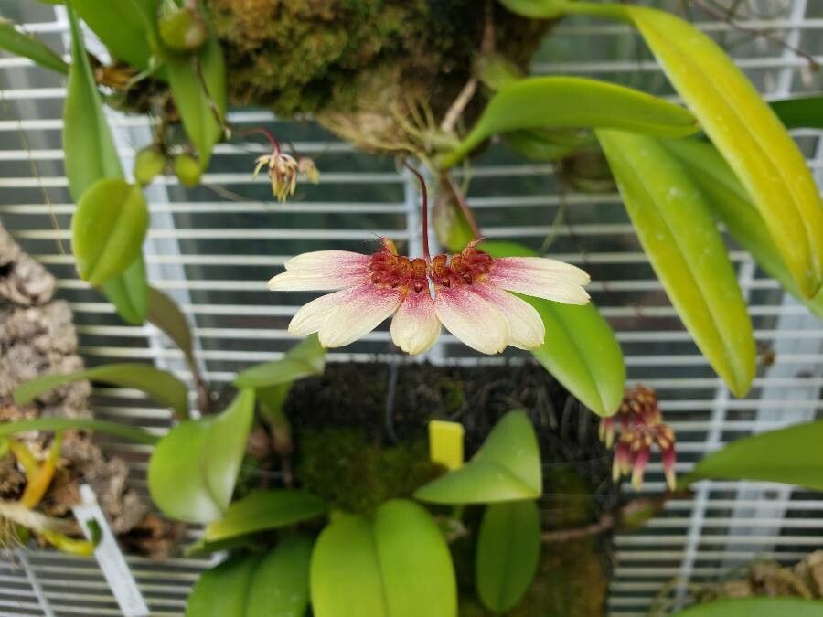 Bulbophyllum picturatum flower