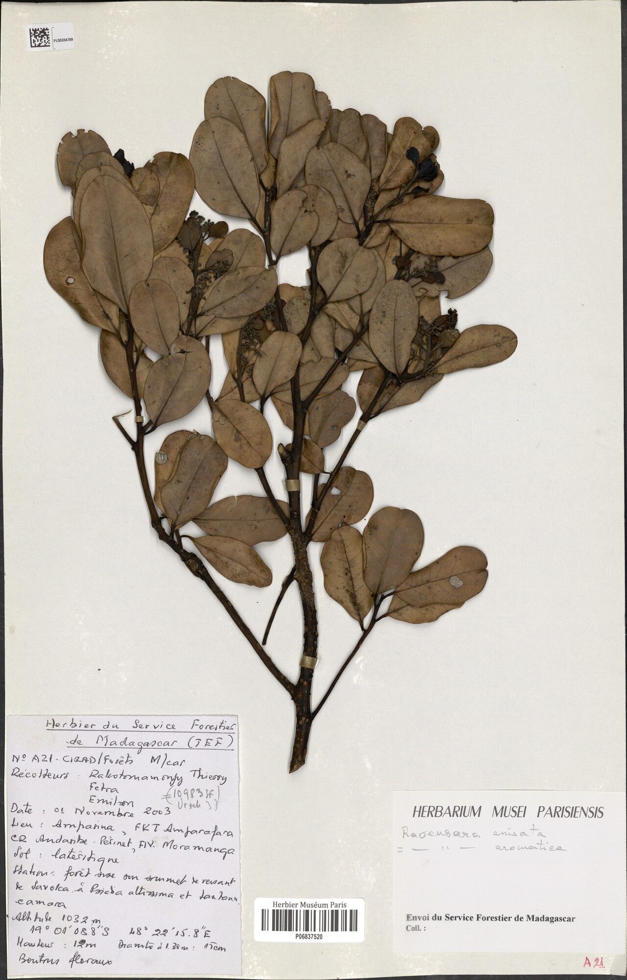 Cryptocarya agathophylla — related species from the same genus