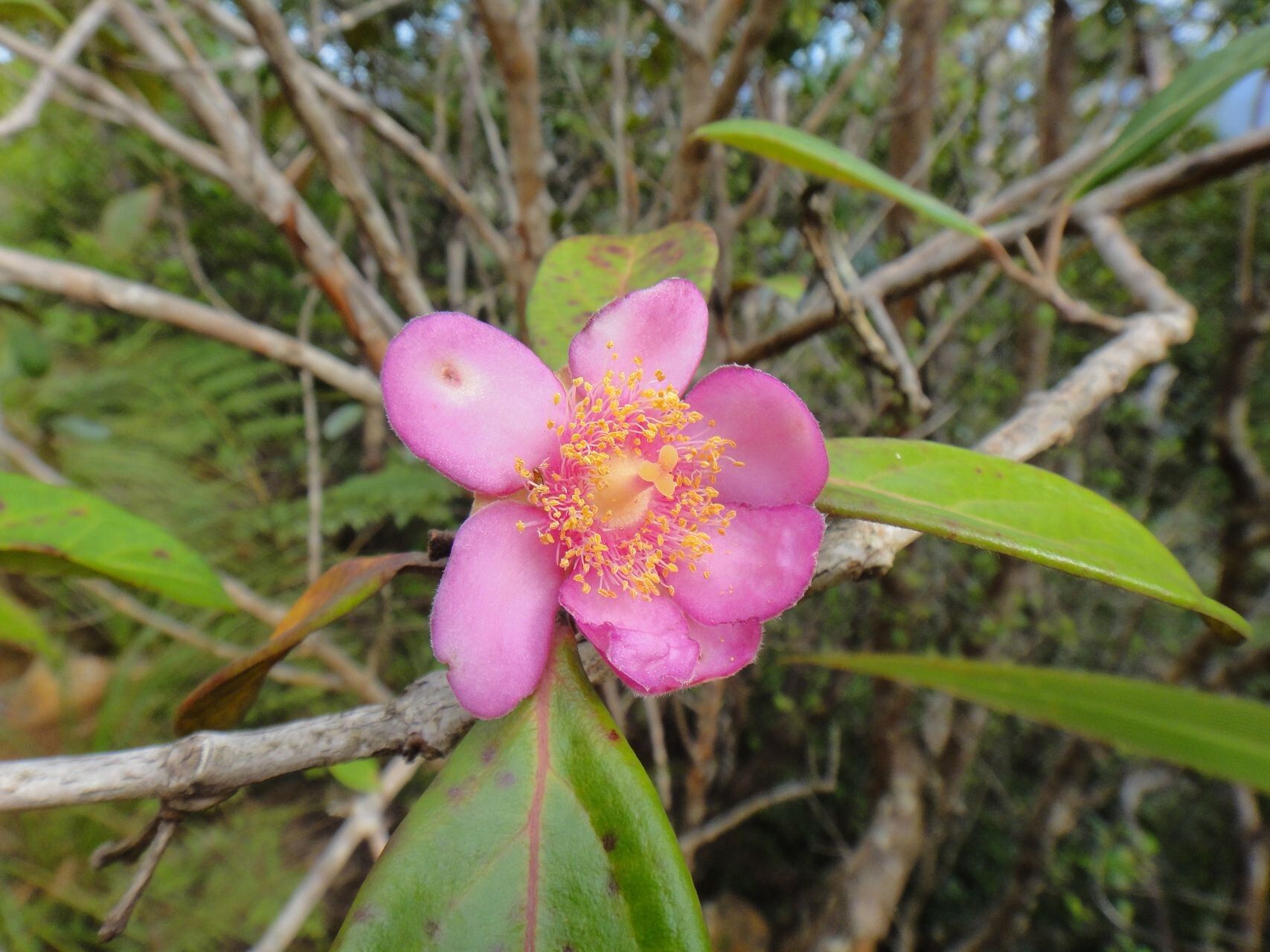 Rhodomyrtus locellata flower
