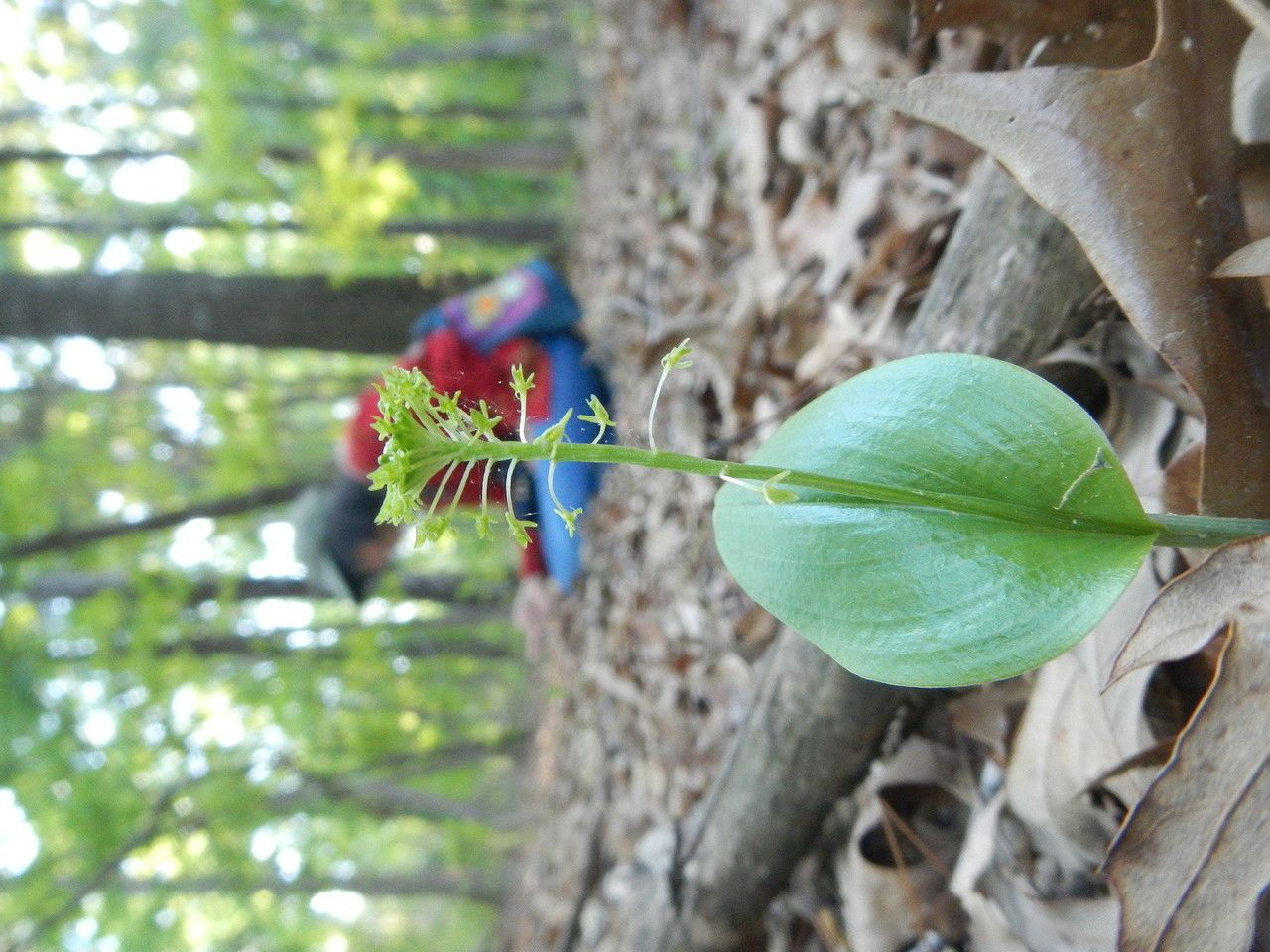 Malaxis unifolia habit