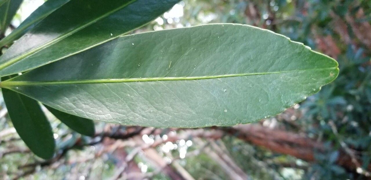 Gordonia axillaris leaf