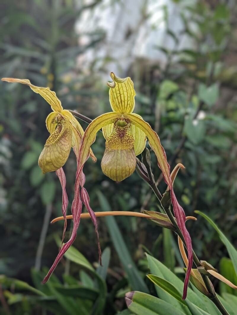 Phragmipedium caudatum flower