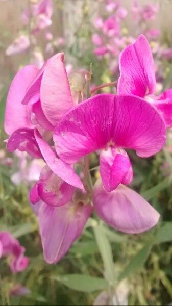 Lathyrus tuberosus flower