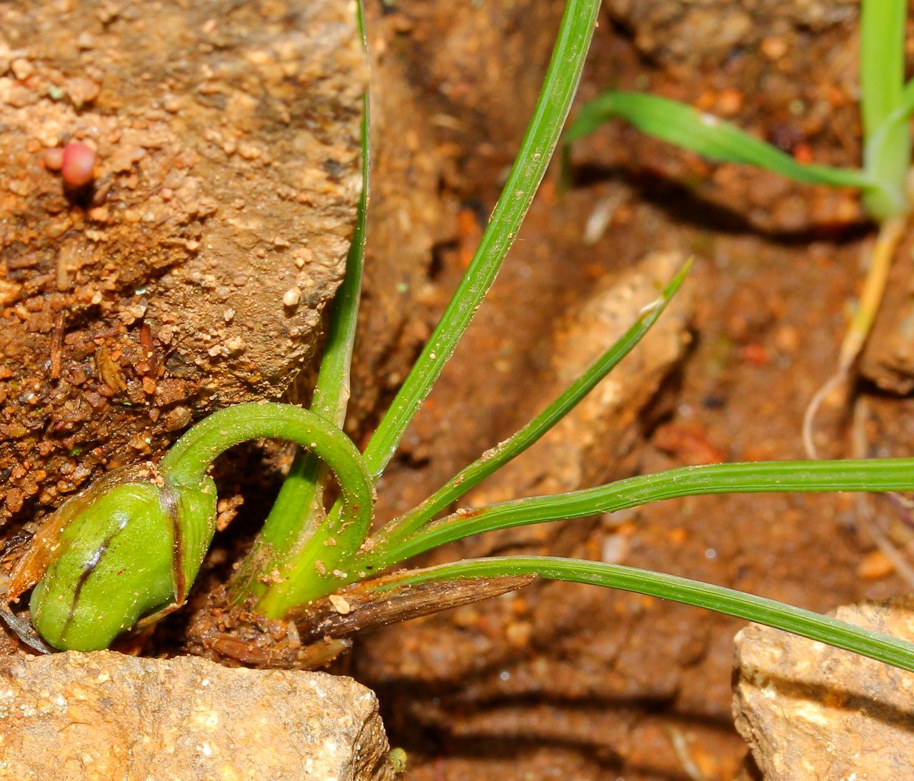 Romulea rollii habit