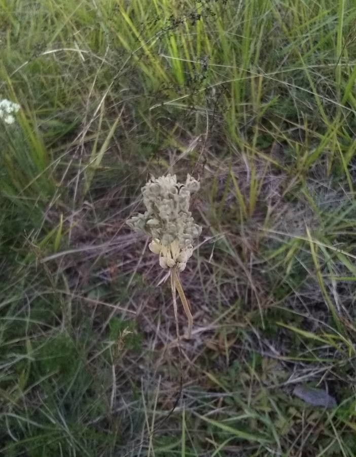 Allium flavum flower