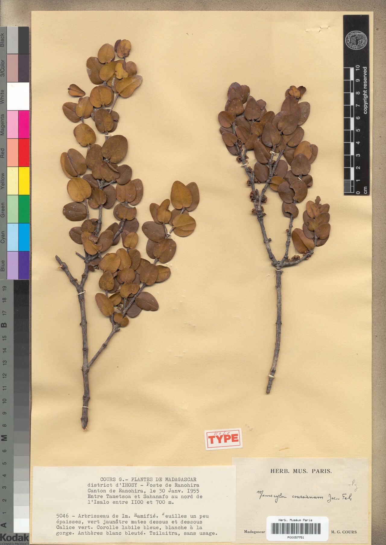 Memecylon coursianum — houseplant care guide