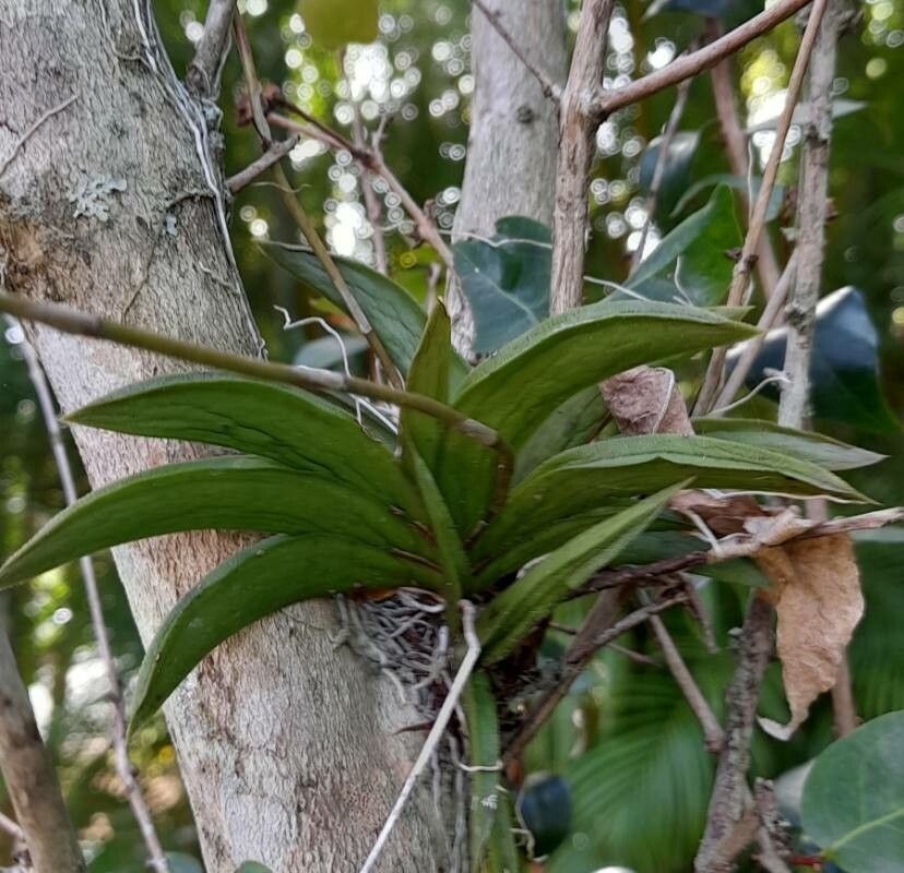 Tolumnia variegata leaf