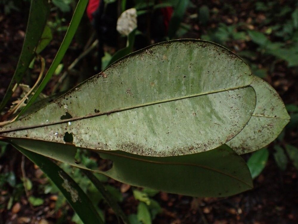 Englerophytum paludosum — houseplant care guide