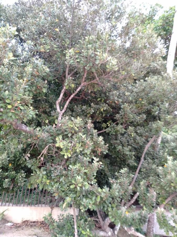 Planchonella obovata habit