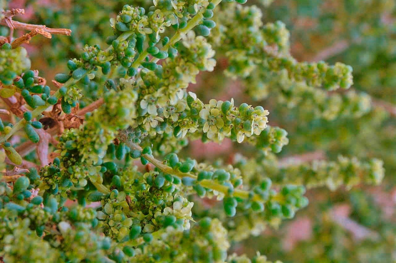 Salsola longifolia — houseplant care guide