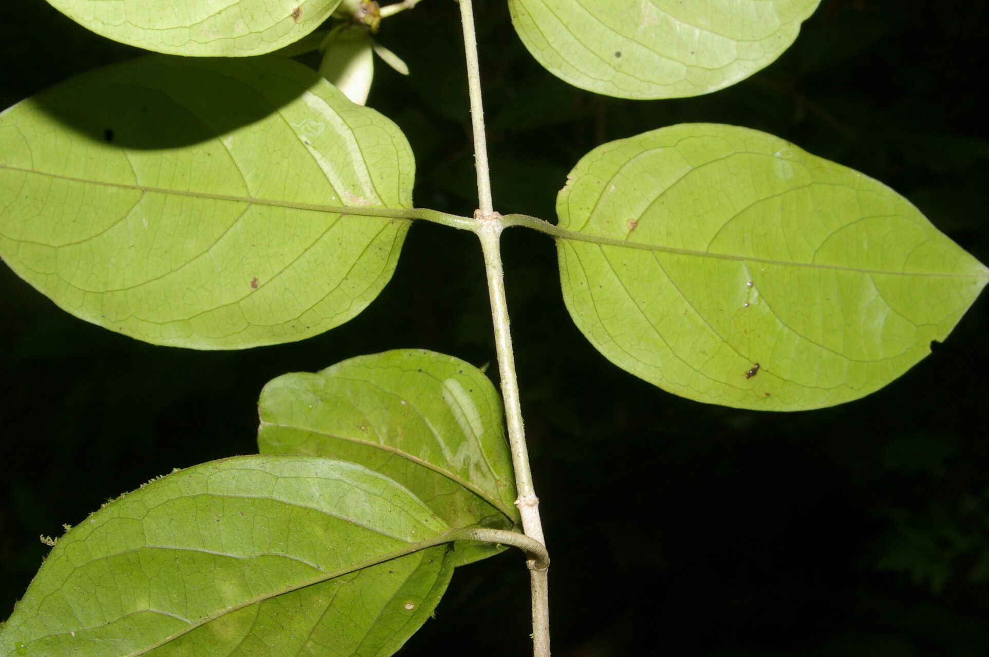 Tetrapterys tinifolia leaf