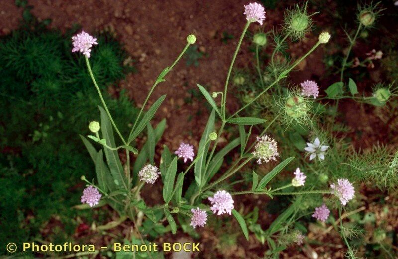 Cephalaria syriaca — search result for 'Cephalaria'