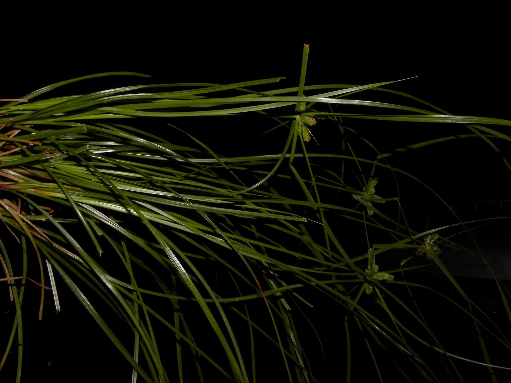 Cyperus regiomontanus habit