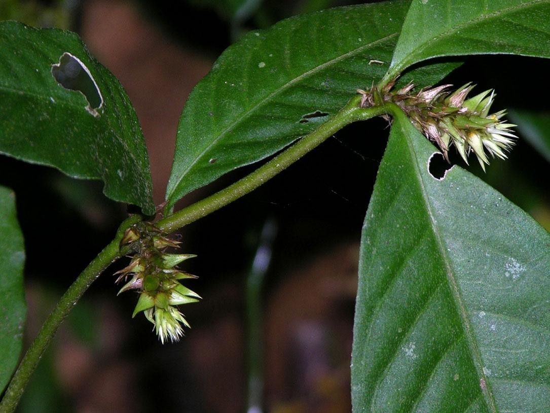 Alternanthera costaricensis other