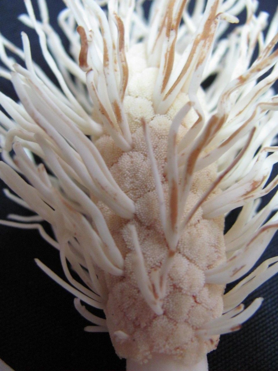 Asplundia alata flower