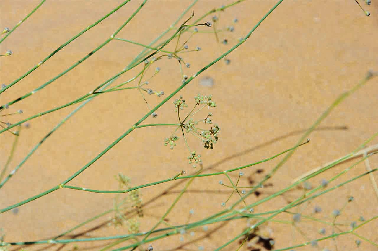 Deverra scoparia — search result for 'Scoparia'