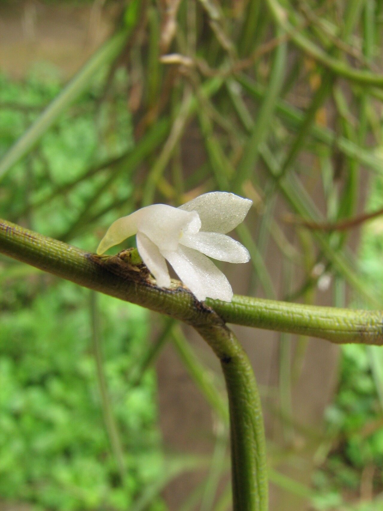 Angraecum subulatum flower