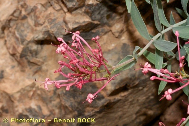 Centranthus battandieri other