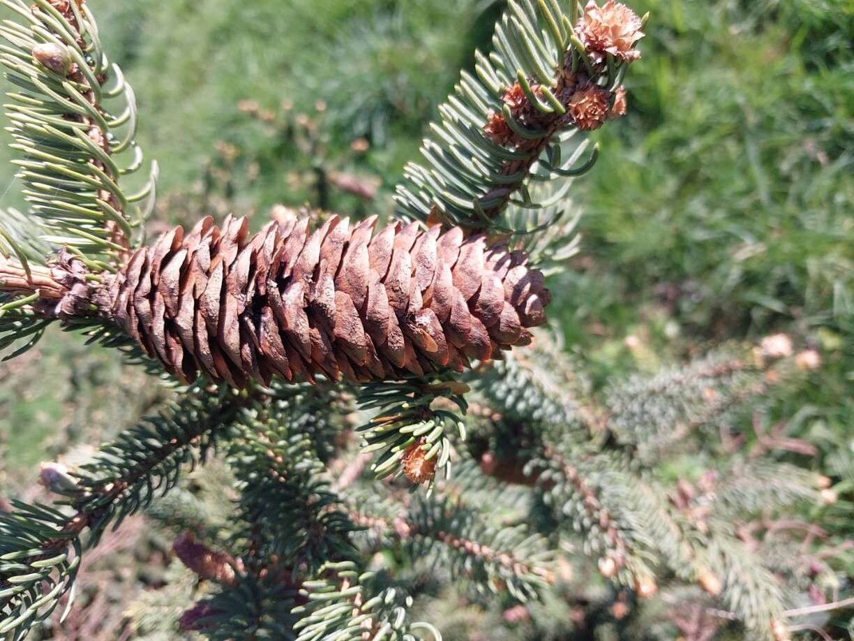 Picea retroflexa fruit