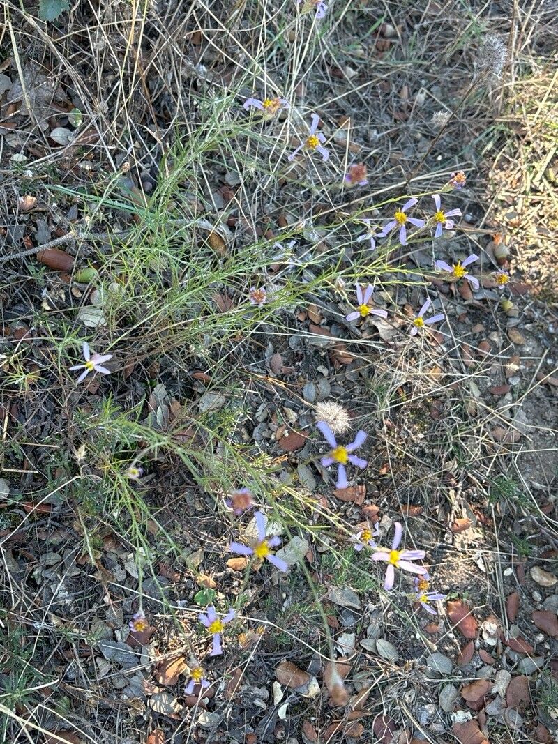 Galatella aragonensis habit