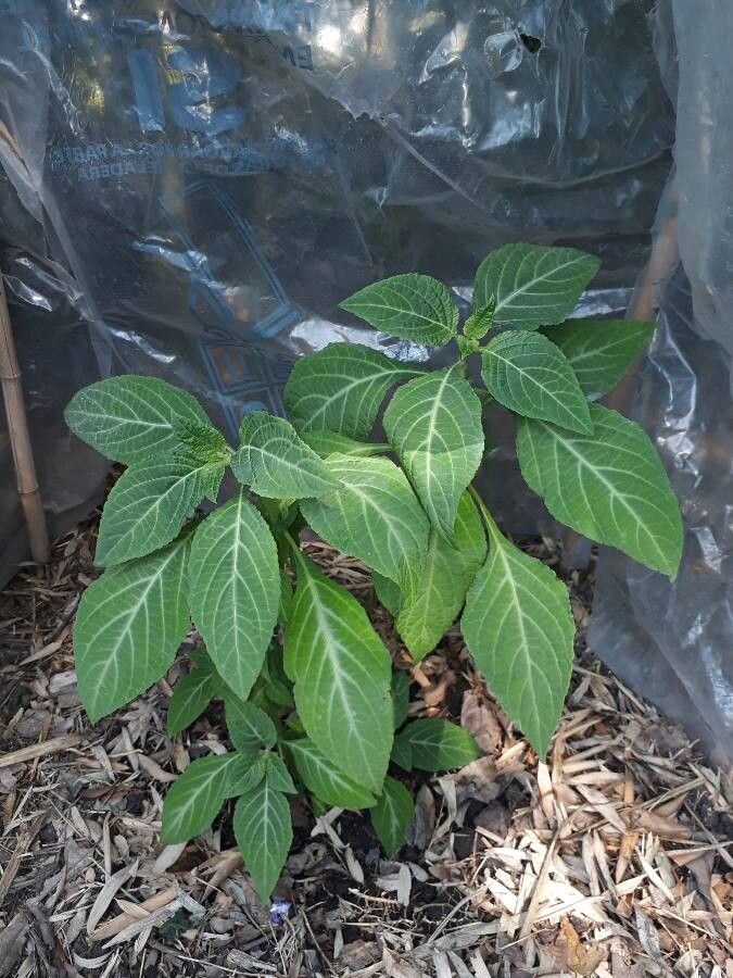 Salvia divinorum — search result for 'Salvia'