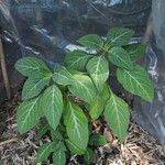 Salvia divinorum
