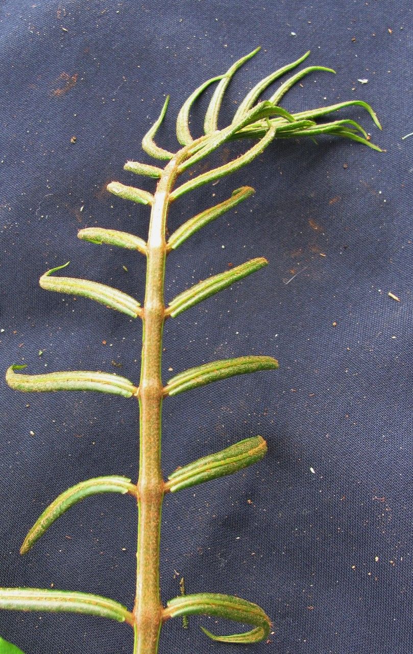 Danaea longicaudata other