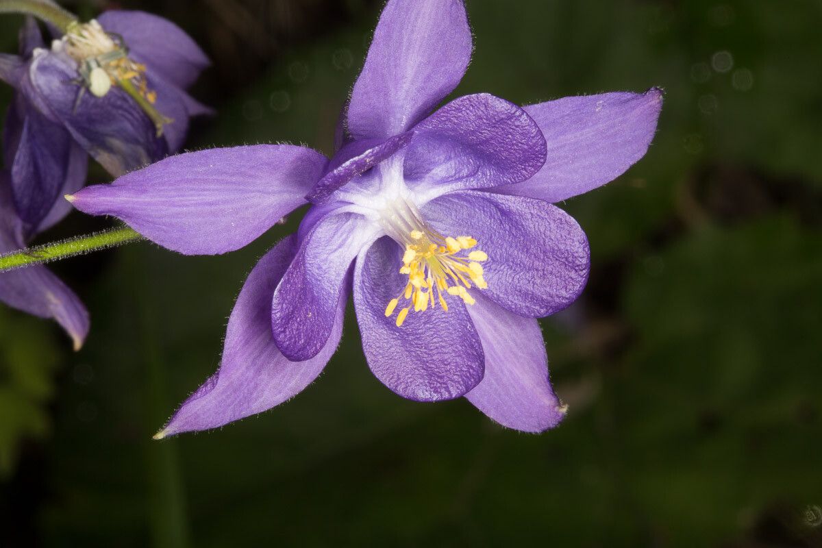Aquilegia einseleana flower