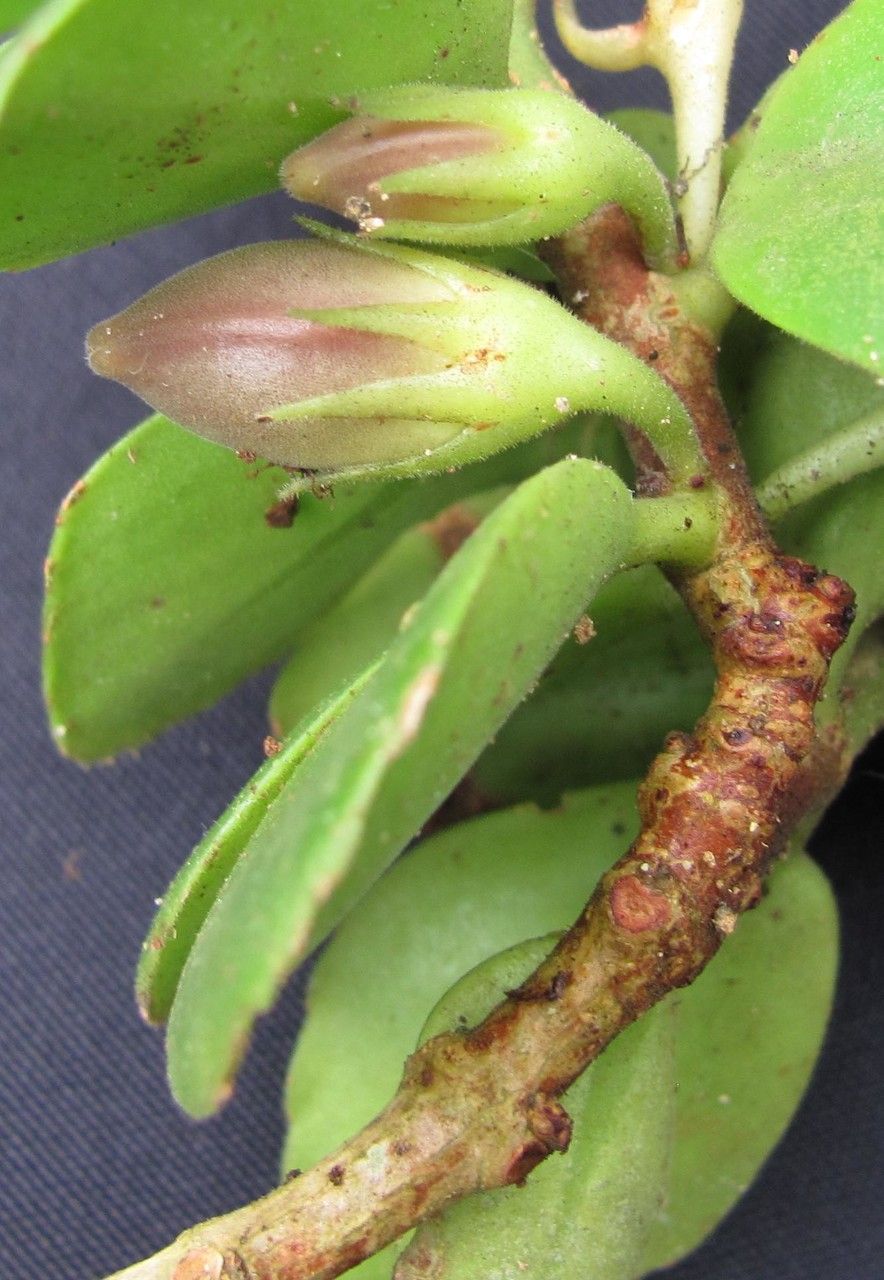 Codonanthe macradenia — related species from the same genus