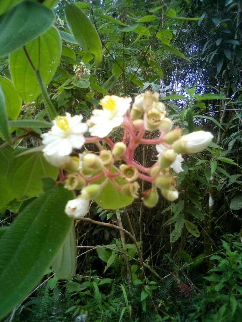 Miconia conochiriquensis flower