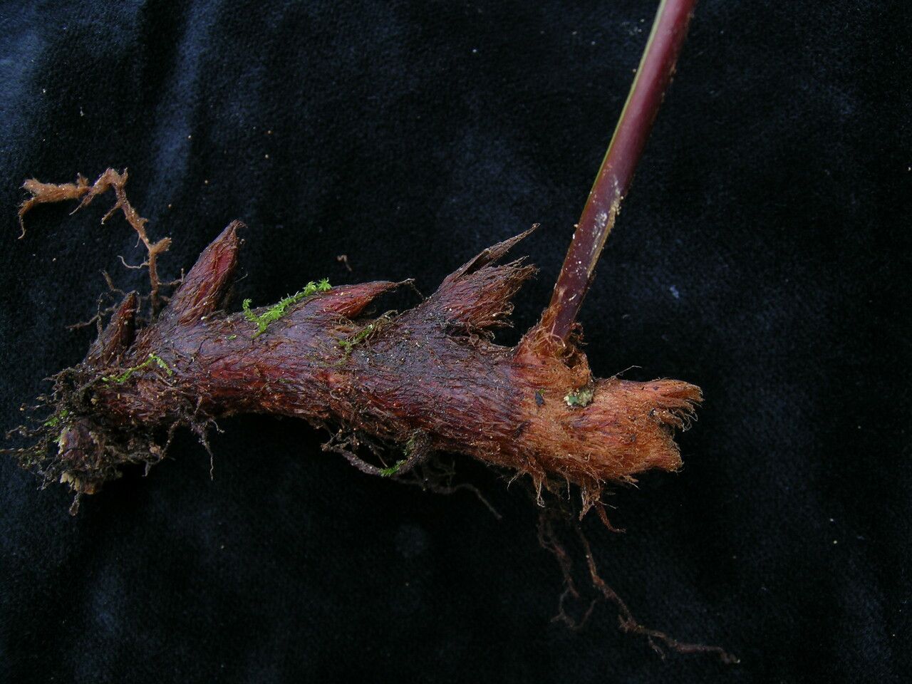 Drynaria propinqua habit