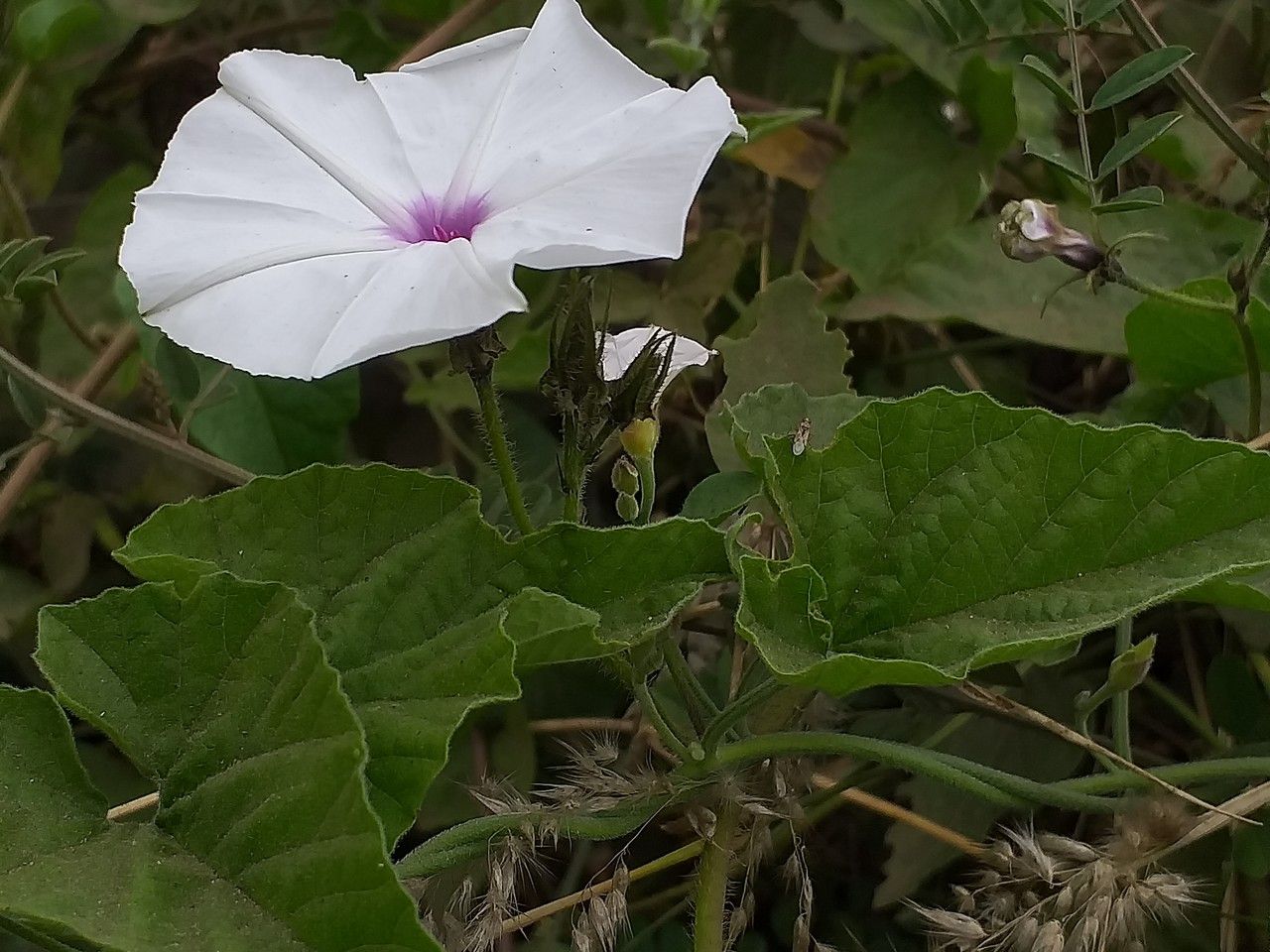 Ipomoea pandurata habit